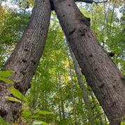 Twin Poplars (Permanently Closed)