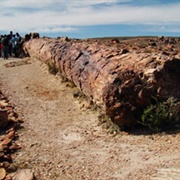 Jaramillo Petrified Forest