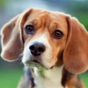 Beagle