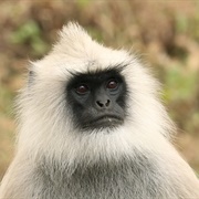 Hanuman Langur