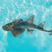 Shark Ray