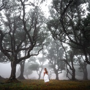 Posto Florestal Fanal, Madeira, Portugal