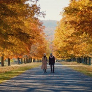 Master of None: "Amarsi Un Po" (S2,E9)