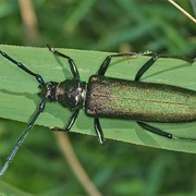 Musk Beetle