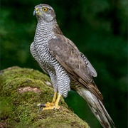Eurasian Goshawk