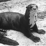 Giant Otter