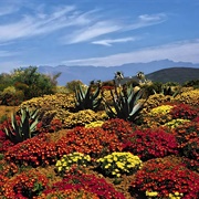 Kirstenbosch, South Africa