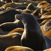 Sea Lion