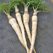 Root Parsley