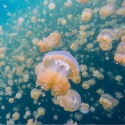 Swim With Jellyfish