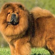 Chow Chow