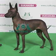 Xoloitzcuintle (Mex Hairless) Std