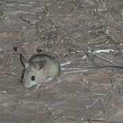 Fawn Hopping Mouse