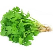 Fresh Coriander