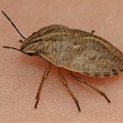 Shield-Backed Bug