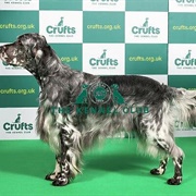 English Setter