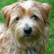 Norfolk Terrier