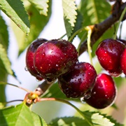 Lambert Cherries