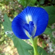 Butterfly Pea (Clitoria Ternatea) Flowers