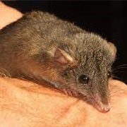 Buff-Footed Antechinus