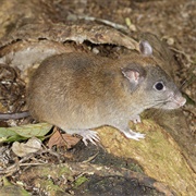 Masked White-Tailed Rat