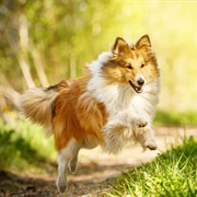 Shetland Sheepdog