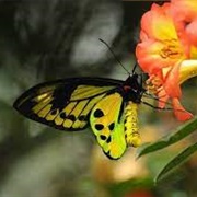 Chimaera Birdwing
