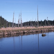 Ghost Forest of Copalis