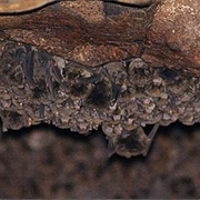 Little Bent-Wing Bat