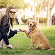 Teach My Puppy a Trick