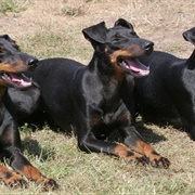 Manchester Terrier
