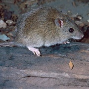Canefield Rat