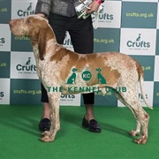 Bracco Italiano