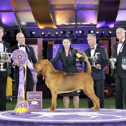 Attend the Westminster Dog Show