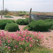 Derek Jarman's Garden