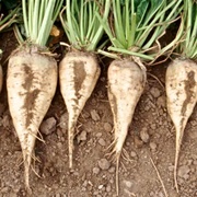 Sugar Beetroot