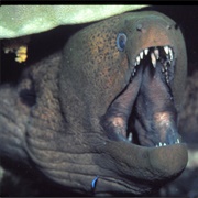 Moray Eel