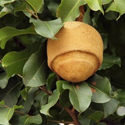 Cream Nut (Lecythis Pisonis)