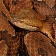 Northern Copperhead