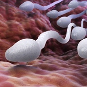 Sperm