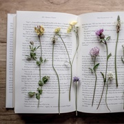 Press Flowers in a Book