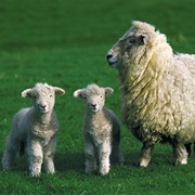 Sheep