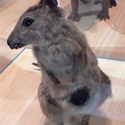 Eastern Hare-Wallaby