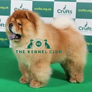 Chow Chow