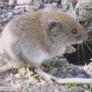 Vole