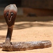 Spectacled Cobra