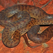 Pygmy Python