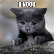 O No, There Is No Chicken Left