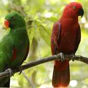 Sumba Eclectus