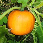 Cucurbita Maxima